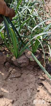 高度20厘米忽地笑