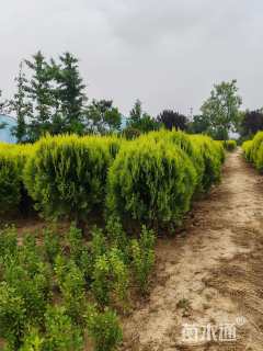 冠幅20厘米洒金柏球