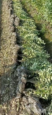 高度45厘米金边黄杨