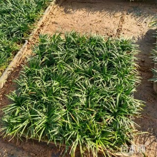 高度15厘米玉龙草