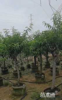 8公分桃树
