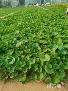 高度30厘米二月兰