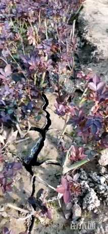 高度26厘米月季