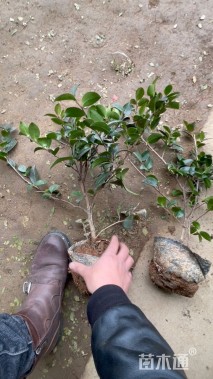 高度35厘米茶梅
