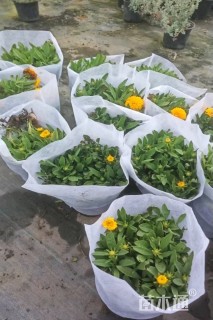 高度35厘米金光菊