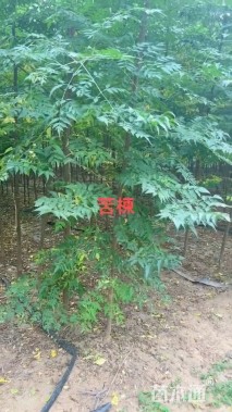 3公分苦楝