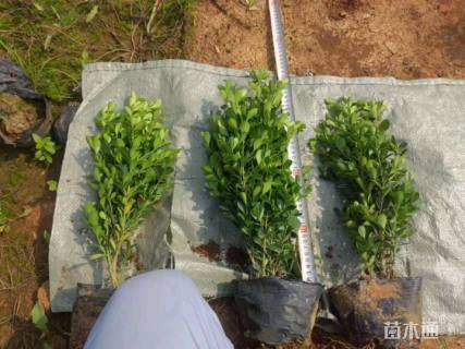 高度30厘米瓜子黄杨小苗