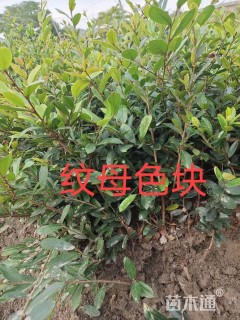 容器苗小叶蚊母