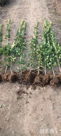 高度100厘米北海道黄杨