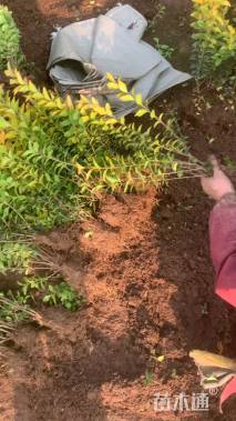 高度35厘米金叶女贞