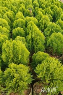 高度50厘米洒金柏