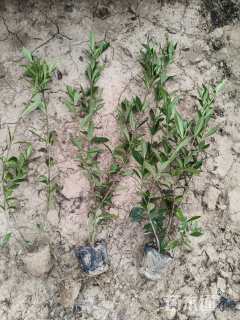 高度35厘米中叶栀子