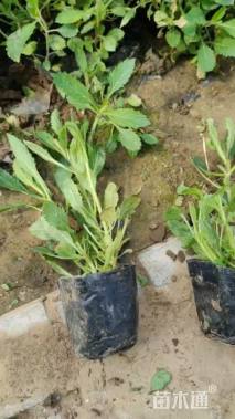 高度10厘米柳叶马鞭草