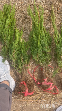 高度40厘米龙柏