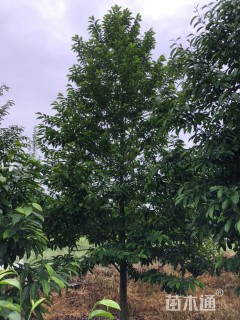 12公分乐昌含笑