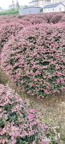 冠幅20厘米红花继木球