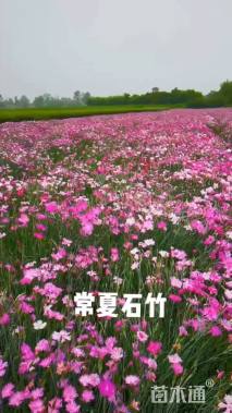 常夏石竹种子