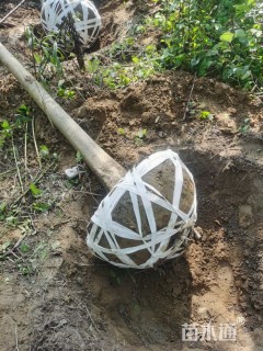 10公分黄山栾树