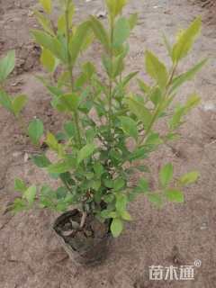 高度35厘米金叶女贞