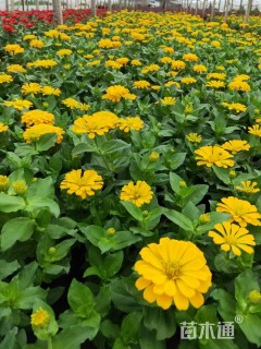 高度15厘米百日草