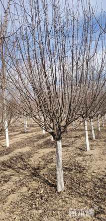 12公分绚丽海棠