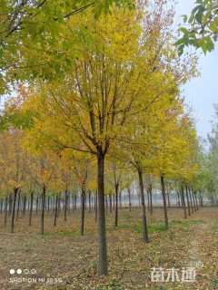 15公分速生白蜡