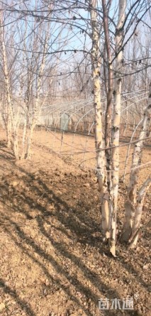 高度800厘米丛生河桦