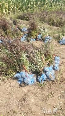 高度30厘米紫叶小檗