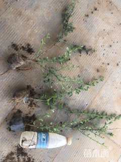 高度45厘米迎春花