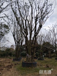 80公分丛生朴树