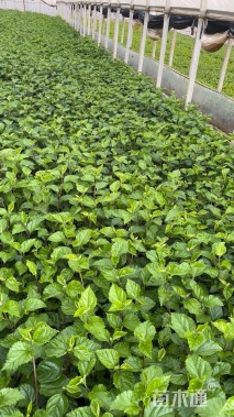 高度20厘米扶桑