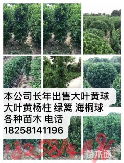 高度50厘米龙柏小苗