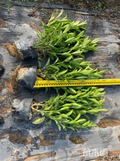 高度30厘米非洲茉莉