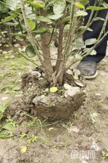 高度180厘米北海道黄杨