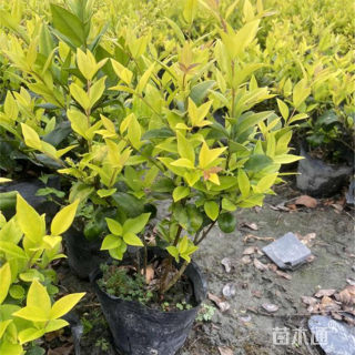 高度40厘米金禾女贞