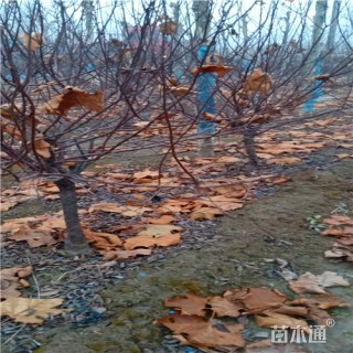 5公分榆叶梅