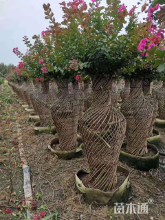 1.1公分紫薇花瓶