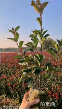 0.1公分红叶石楠