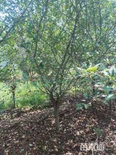 11公分垂丝海棠