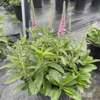 高度25厘米婆婆纳