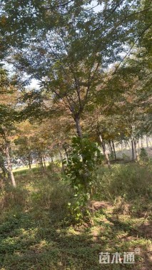 15公分榉树