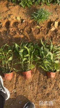 高度50厘米柳叶马鞭草