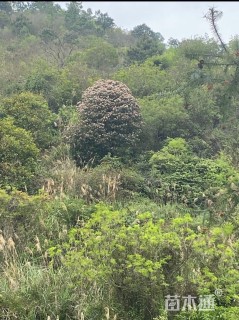 高度300厘米厚叶石斑木