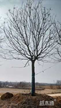 60公分(5杆)丛生黄连木