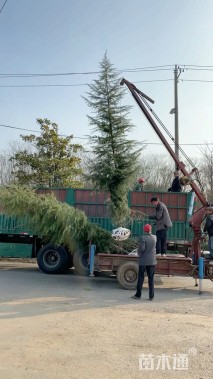 高度400厘米雪松