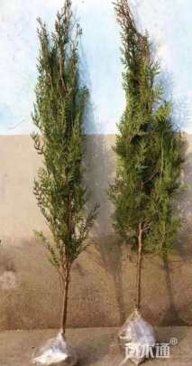 高度300厘米侧柏