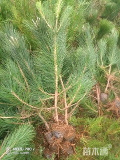 高度90厘米马尾松