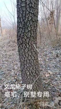 柿树
