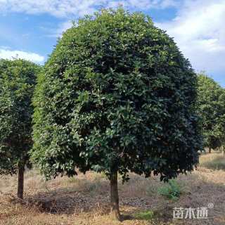 15公分桂花