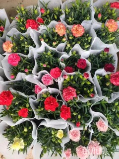 高度20厘米康乃馨